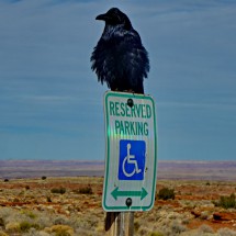 Raven with Painted Desert